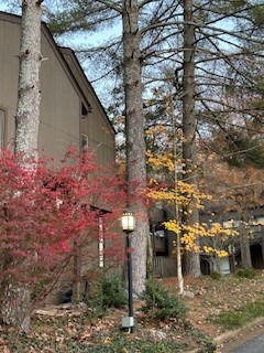 101 Holly Forest