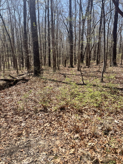 0 Deep Woods Rd