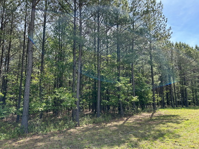 250 Bear Trace Drive