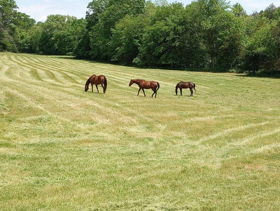 9786 Hartsville Pike