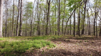 0 Off Johnson Chapel Rd